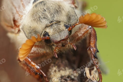Preview: Macro shot of cockchafer head with antenna on