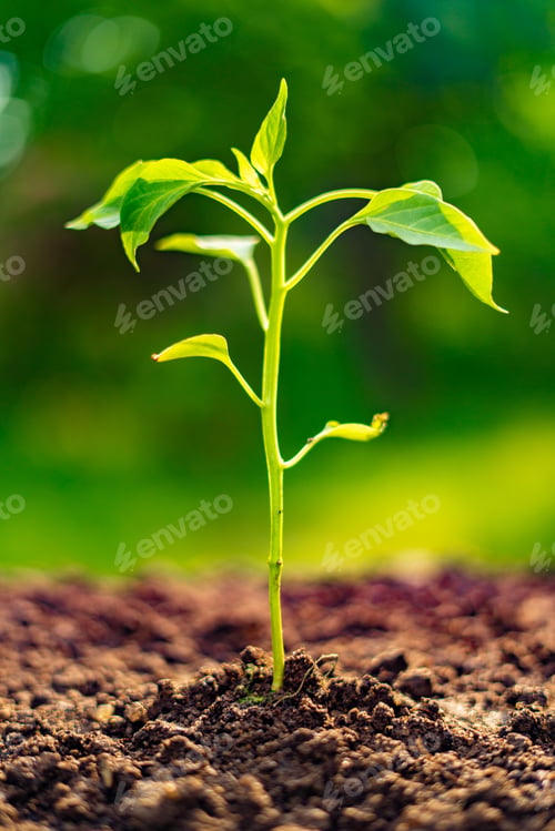 Preview: single small sprout