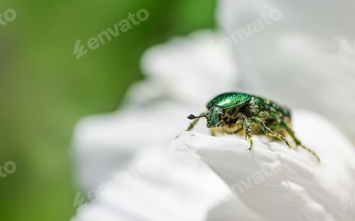 Preview: Cetonia aurata golden beetle on white peonies flower.