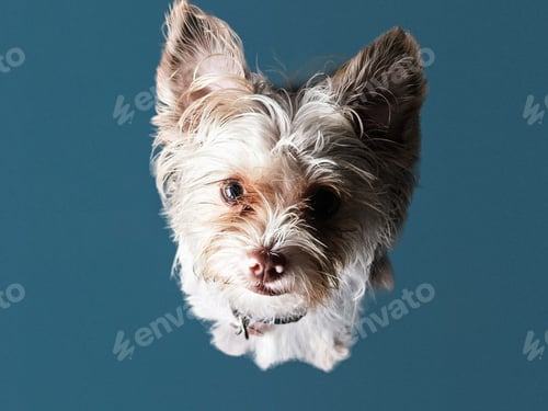 Preview: Cute shorkie on blue background watching pet owner for command.
