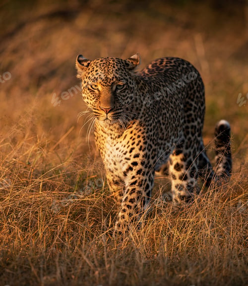 Preview: Leopard walking through long grass at dawn