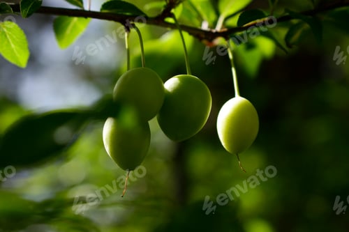 Preview: green plums on tree branch