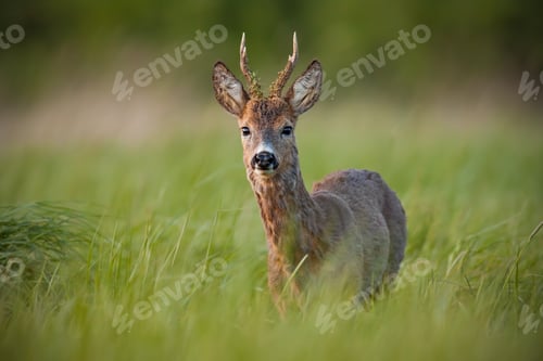 Preview: Roe deer, capreolus capreolus, buck in spring at sunset
