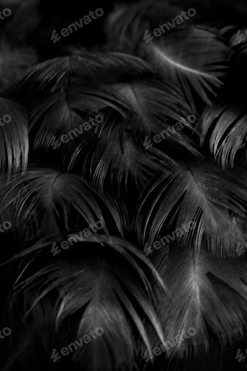 Preview: macro photo of black hen feathers. violet background