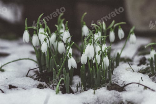Preview: Delicate Snowdrops Bloom Through Snow in Winter