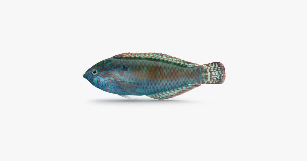 Detailed Pakoko Wrasse with Intricate Scale Pattern 3D, Incl. aquarium ...