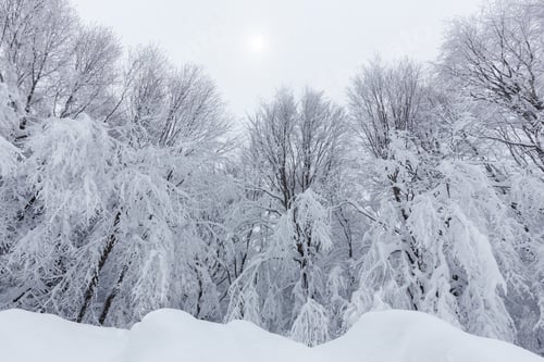 Preview: Trees Covered In Snow 6