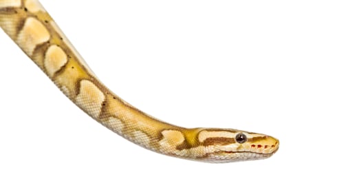 Preview: Close-up of a firefly python, isolated on white