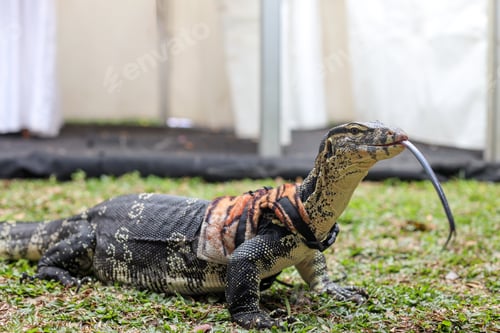 Preview: monitor lizard
