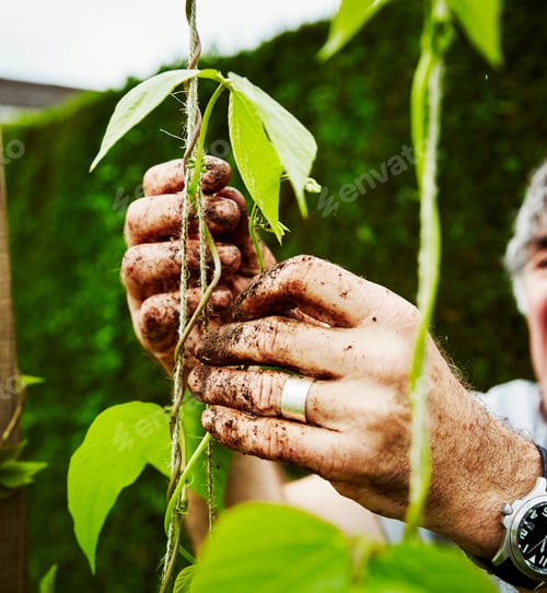 Preview: Close up of muddy hands. A gardener tying up runner bean plants to support.