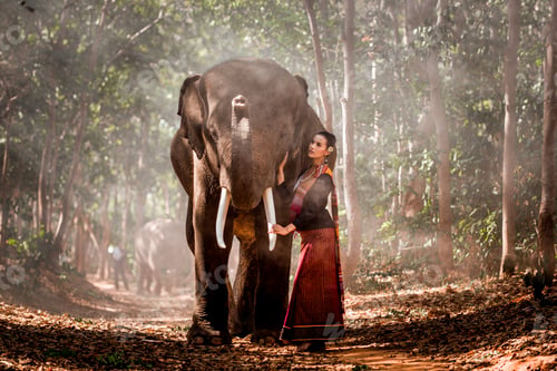 Preview: Elephant and woman in Thailand