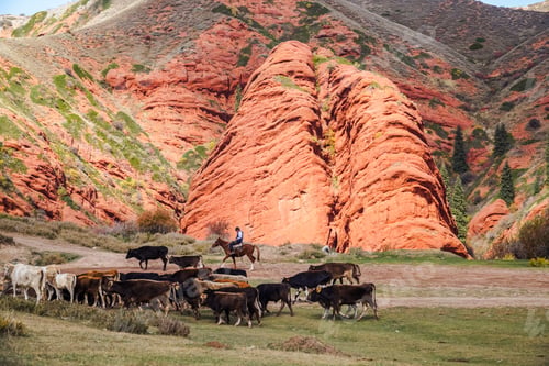 Preview: Herd of horses running on a meadow