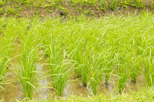 Preview: Rice terraces, Campuhan ridge walk, Bali, Indonesia, track on the hill with grass, large trees, jung