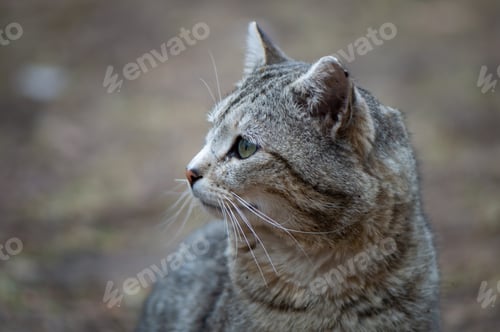 Preview: Beautiful wild outdoor cat in nature
