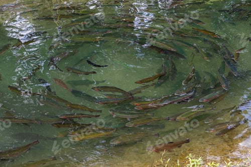 Preview: Breeding Trout in artificial ponds