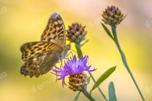 Preview: Silver washed fritillary on Brown Knapweed flower