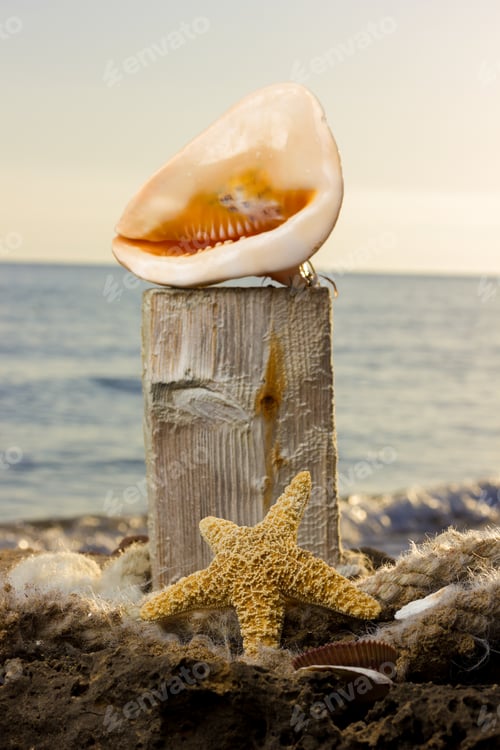 Preview: Seashell on the beach