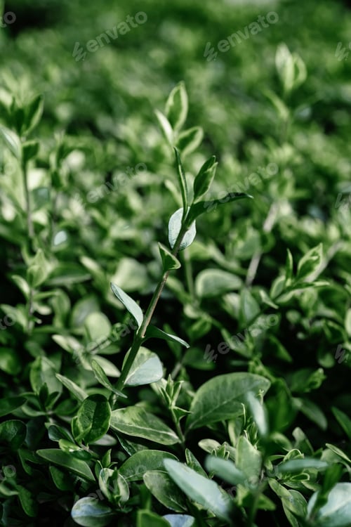 Preview: Natural background of green leaves in the park.