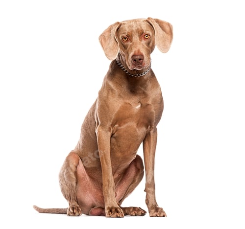 Preview: Weimaraner dog sitting and looking at camera