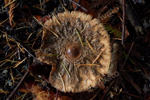 Preview: Brown Wild Mushroom