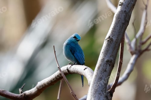 Preview: Verditer Flycatcher perched on a tree branch, looking intently off into the distance