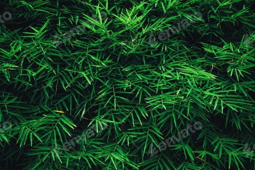Preview: Tropical bamboo plants growing wild, with green leaves and bushes in a forest background.