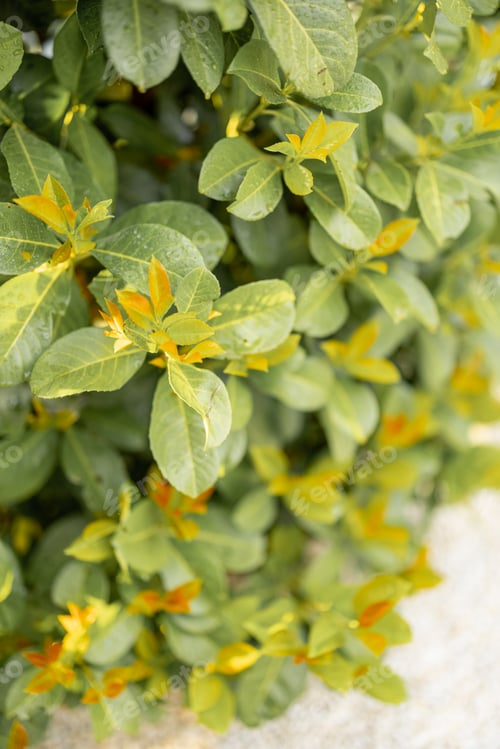 Preview: Laurel evergreen bushes