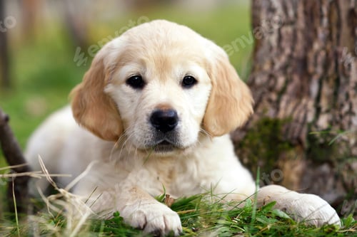 Preview: Young golden retriever puppy lying on grass