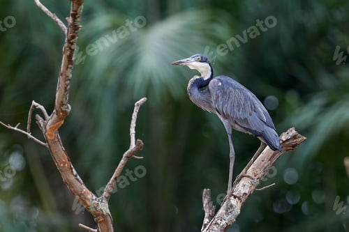 Preview: Black-headed heron (Ardea melanocephala)
