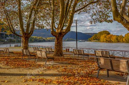 Preview: Empty benches under trees with fallen leaves at the riverside of the rhine river