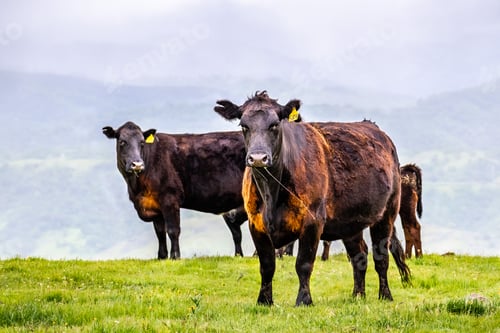 Preview: Cattle on a green meadow