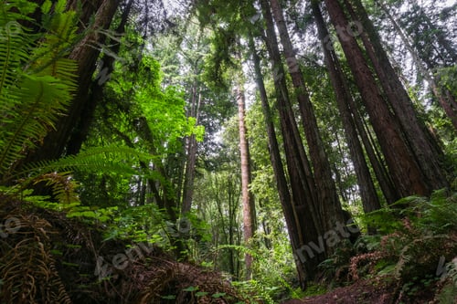 Preview: Redwood trees (Sequoia sempervirens) forest, California