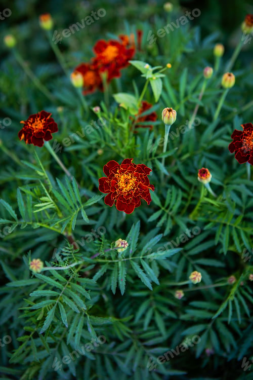Preview: Marigold. Very beautiful bright multi-colored flowers. Close-up.