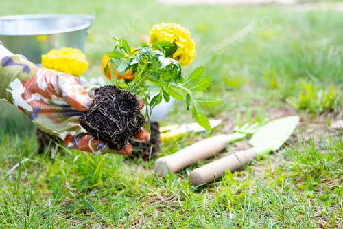 Preview: Yellow and orange marigold seedlings with roots are prepared for planting in the open ground in spri