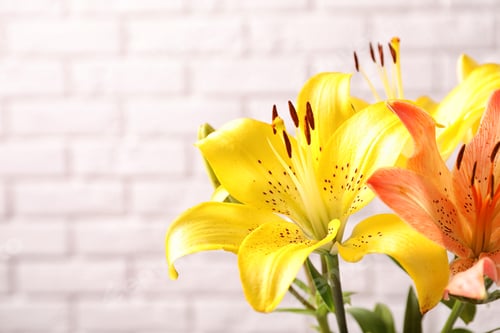 Preview: Beautiful blooming lily flowers on brick wall background