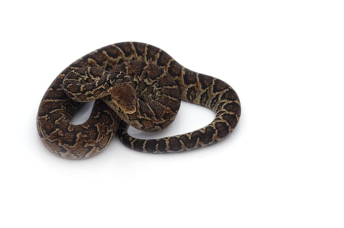 Preview: Cuban tree boa isolated on white background