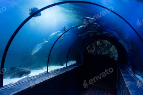 Preview: fishes swimming under water in aquarium with blue lighting