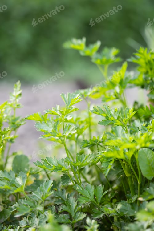 Preview: Parsley grows in the garden. Green leaves of parsley