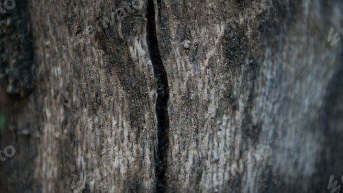 Preview: Cracked bark of the old trunk tree in autumn forest. Wooden textured background