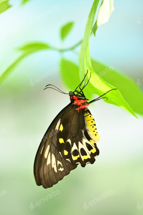 Preview: Male of Ornithoptera priamus, common green, Cape York , Priam's birdwing butterfly
