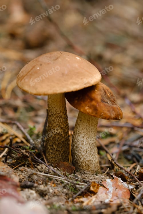 Preview: In the forest grows a magnificent mushroom podberezovik. Forest mushrooms