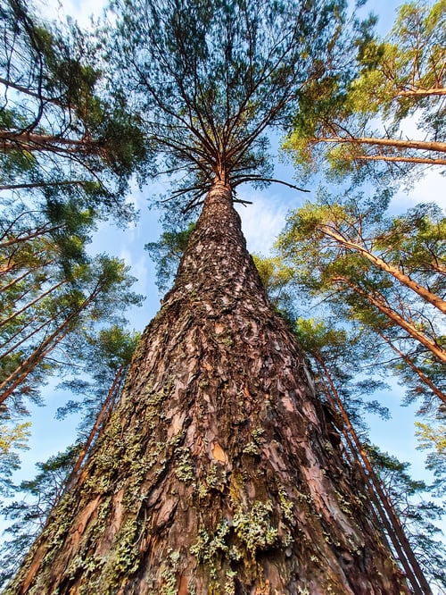 Preview: Bottom view of a pine trunk. Tall trees in the summer forest. Ecology and environmental conservation