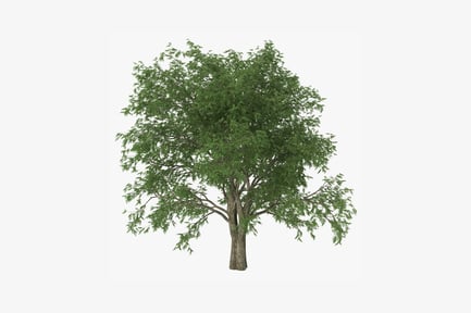 Preview: Leafy canopy of a broad-trunked tree