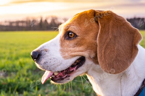 Preview: Beagle dog on Rural area. RSunset in nature