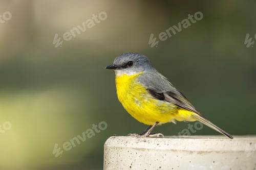 Preview: High-resolution closeup shot of an Eastern Yellow Robin perched atop a branch