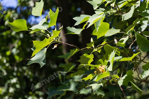 Preview: Branches of a tall tree Liriodendron tulipifera on a sunny day with contrasting shadows