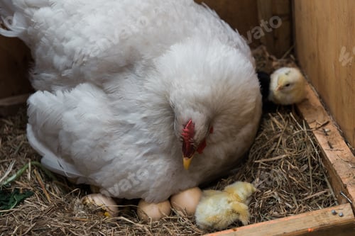 Preview: Mother Hen
