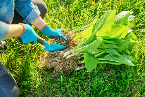 Preview: Close-up of spring dividing and planting bush of hosta plant