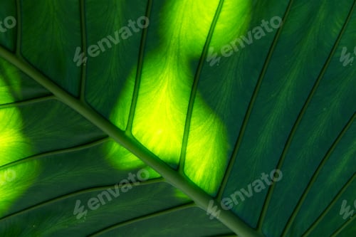 Preview: Sunlight spot on the green leave