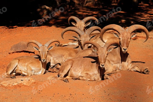 Preview: Barbary sheep resting - Northern Africa